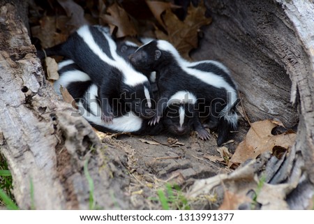 A family of skunk babies in a hollow log. Royalty-Free Stock Photo #1313991377
