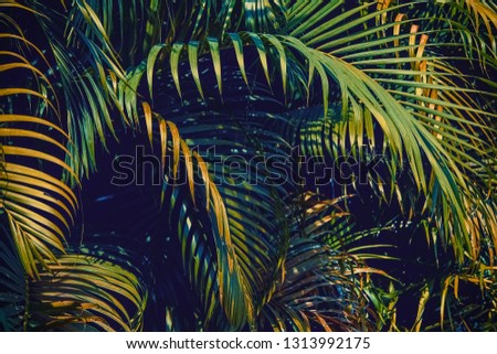 Vintage style in summer, Tropical Palm leaves in the garden, Retro image tropical forest plant for nature pattern and background,  color dark flat lay tone for input text.