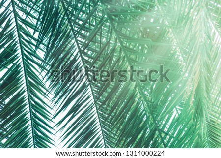 Natural background from palm green leaves close up. Toned picture. Palm leaves with sunbeam. 