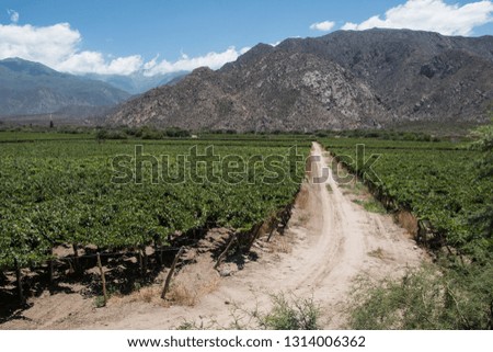 Beautiful vineyard in Cafayate city. Argentina.