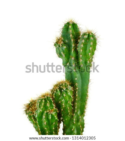 Isolated cactus on white background. 