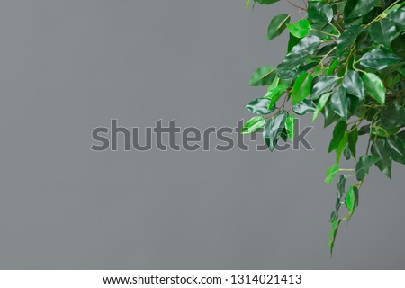 Green ficus tree leaves over grey background with free space, closeup