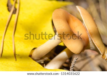 Autumn photography, Mushrooms Latin Fungi or Mycota is a realm of wildlife, uniting eukaryotic organisms that combine some of the signs of both plants and animals.