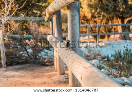 Sparrows in the park, at sunset perched on a wooden fence in an autumn sunset with the ocher and orange tones of the trees and browns of the leaves.