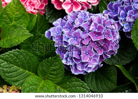 Pink, blue, lilac, violet, purple Hydrangea flower (Hydrangea macrophylla) blooming in spring and summer in a garden. Hydrangea macrophylla - Beautiful bush of hortensia flowers 