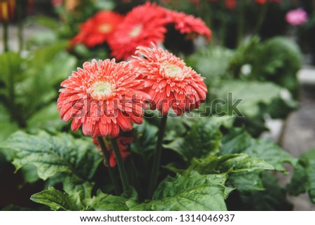 Close up of fresh Gerbera Daisies with water droplet on leaf background- 