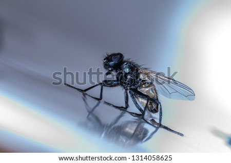 A house fly on a reflective white surface. Photo taken using a bright white LED light source.