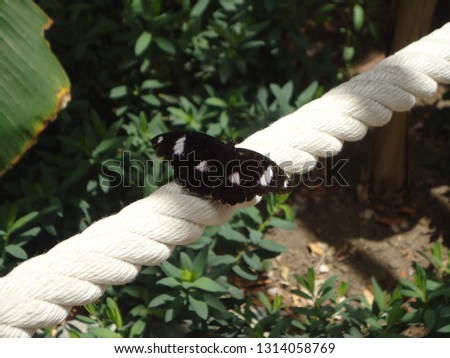 Black butterfly posed on a white rope. The typical example of a picture taked at the perfect moment. 