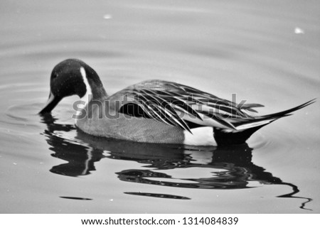 A picture of a Pintail Duck in monochrome