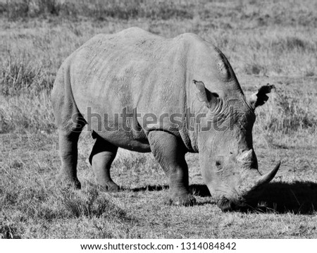 A picture of a Rhino in monochrome