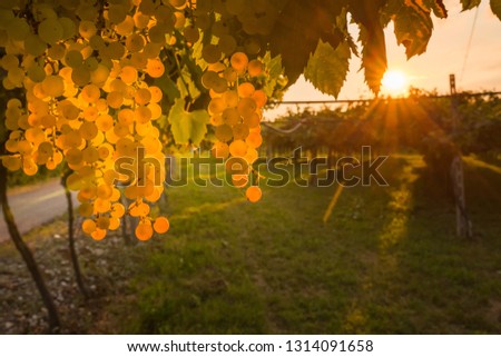 grape harvest Italy 
