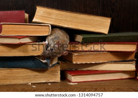 Close-up the rat (Rattus norvegicus) gnaws spine of the book on pile of old books in the library. Concept of rodent control.