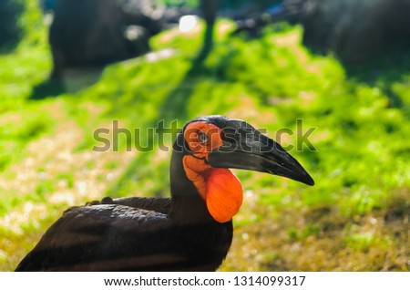 The southern ground hornbill. The southern ground hornbill is characterized by black coloration and vivid red patches of bare skin on the face 