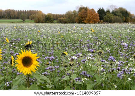 A blooming sunflower on the left of the picture. Heliotrope. Blue phacelia, meadows and trees in the background. Helianthus annuus
