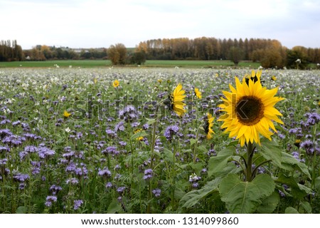 A blooming sunflower on the right of the picture. Heliotrope. Blue phacelia, meadows and trees in the background. Helianthus annuus