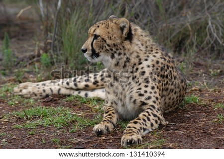 Photos of Africa, Cheetah laying