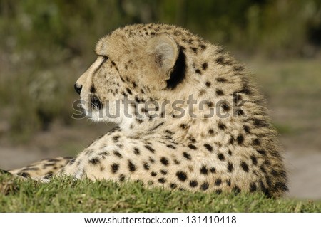 Photos of Africa, Cheetah head shot