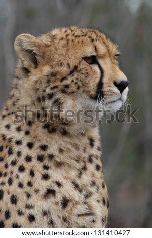 Photos of Africa, Cheetah head shot
