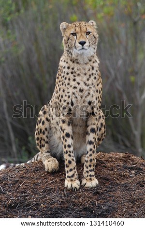 Photos of Africa, Cheetah sitting