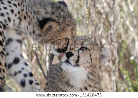 Photos of Africa, Cheetah head shot and licking each other