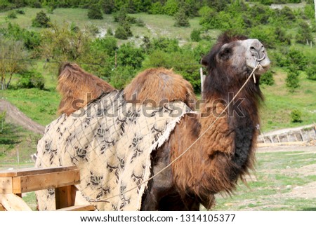 tied camel covered with bedspread