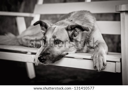 dog on a bench in the colors
