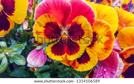 wet pansy flowers (viola tricolor) on a flower bed after rain close up floral background