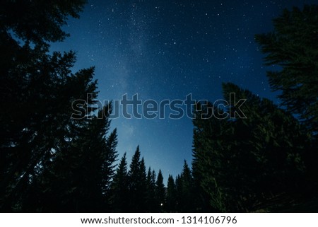  Night sky. Stars. Night in the forest.