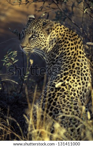 Photos of Africa,Leopard from back