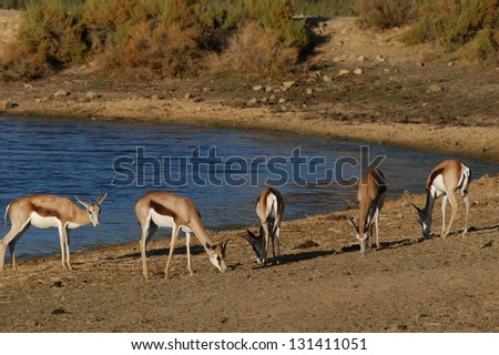 Photos of Africa,Springbok at dam