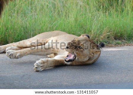 Photos of Africa, Female Lion