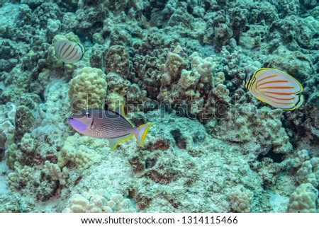 Colorful tropical fish over a coral reef