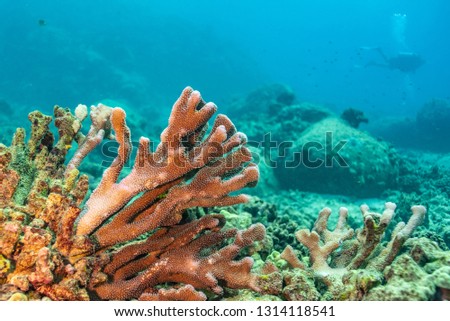 Staghorn coral in coral reef