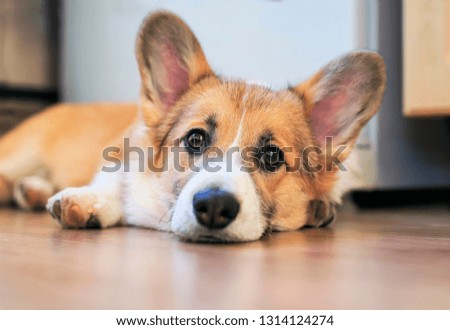cute little redhead Corgi puppy is lying on the floor and looking dreamy and with sad eyes