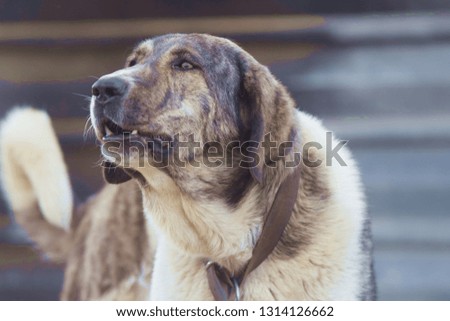 big and small dog Royalty-Free Stock Photo #1314126662