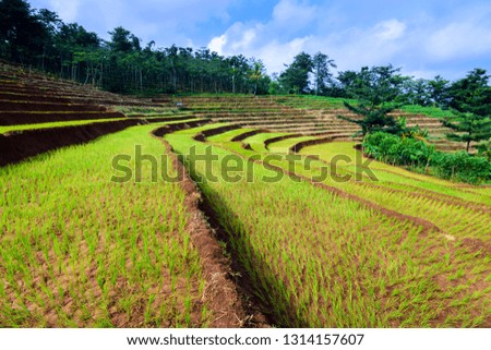 Terraced rich field with green look and dike of fields that made some lines. this picture was taken in Jepara, Central Java Province, Indonesia