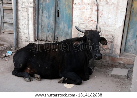 A big black cow resting on the street in Jodhpur, India.