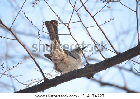 BEAUTIFUL STUNNING BROWN EARED BULBUL HYPSIPETES AMAUROTIS BROWN BIRD PERCHED ON TREE BRANCHES WITH SKY BACKGROUND