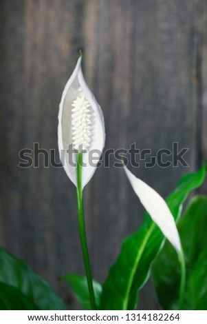 Styled minimalistic still life with spathiphyllum flowers on dark background. - Image