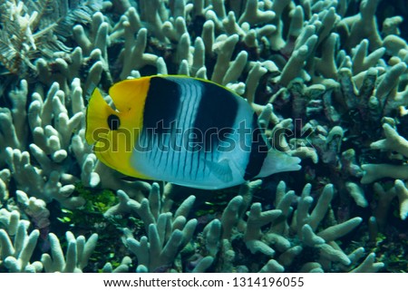 Pacific Double-saddled Butterflyfish (Chaetodon ulietensis)