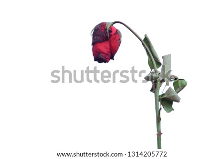 Red rose wither isolated on white background.
