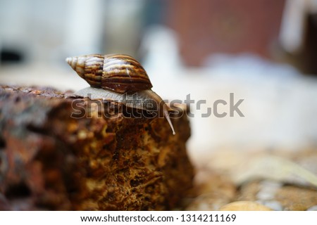 Snail life on the brick crawling find some food and blur  background in the garden