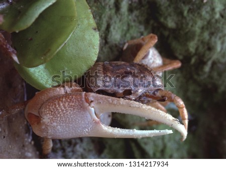 Fiddler Crab (Ocypodidae)