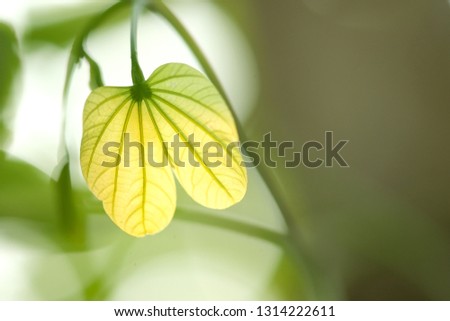 Beautiful leaves and flowers