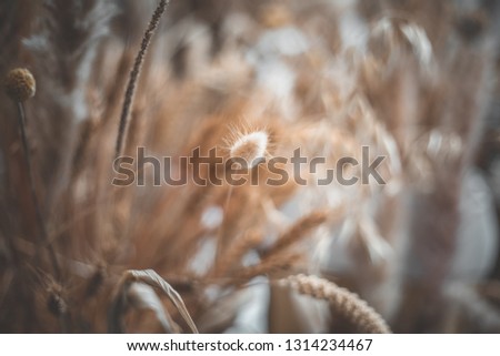 Wheat in bag background