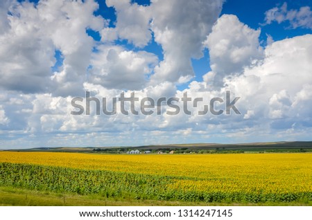 Field of sunflowers under a wide open bright blue sky filled with puffy white clouds on a roadside of South Dakota.