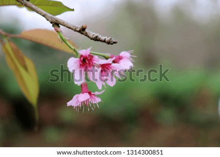 Prunus cerasoides beautiful pink.