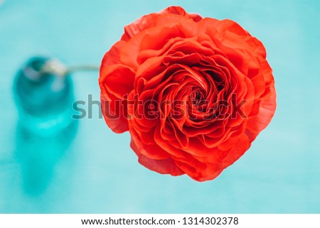 Red ranunculus in flower blue bowl on a turquoise background. Close up.