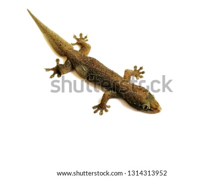Brown lizard, small​ reptile​ isolated on ​white​ background​