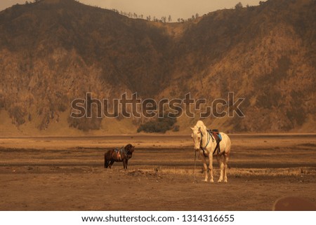 Horses in the Bromo mountains, are the most ancient traditional transportation, even since the era of the Javanese empire in the 14th century AD. But now, it is a popular vehicle for tourists visiting